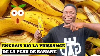 Comment faire de l'engrais organique liquide à partir de la peau de banane ?