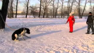 Нападение на хозяйку во время послушки