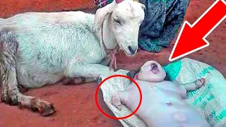 A goat gave birth to a human baby?! Farmer astonished to find a baby next to the goat!