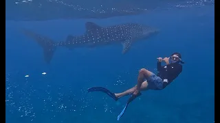 24.04.24 - Whale Sharks. Dives at Bodufinulhoo Thila & Lux Beyru near Dhigurah - Maldives.