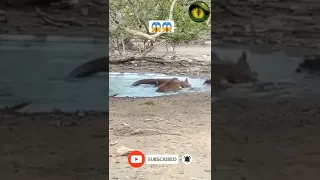 Komodo Dragon Hunting Deer In Water 🦌😱 #shorts #komodo  #moreviews2022