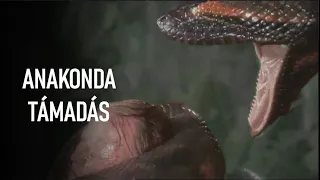 Mi lenne, ha lenyelne egy anakonda?