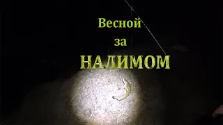 Еду за налимом. Весна.