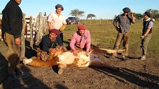 LA YERRA Pialadas de Terneros   CANAL CAMPO TV RURAL AGRO ARGENTINA Pialadas de Terneros