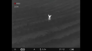 Night vision footage of a fox using Pulsar XM30F