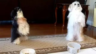 My dogs praying before meal