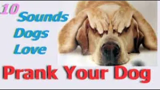 Sounds That Tilt Dogs Head ~ Sounds Dogs Love Most