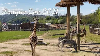 Zoo Praha | Prague Zoo 2021 | Zoo in Czech Republic | 4K