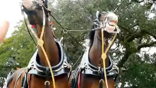 Budweiser Clydesdale parade in Ocean Springs Mississippi 2019