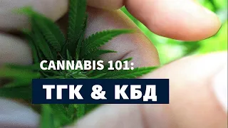 Каннабис 101 ТГК & КБД [Weed Empire]