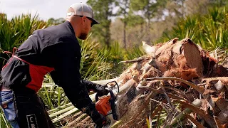 HEART OF TRADITION: A look into harvesting swamp cabbage for Labelle’s famous festival.mov