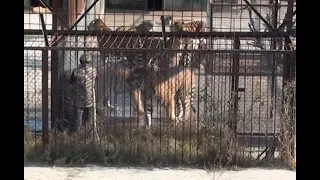 Lion vs Tiger- Huge Tigers