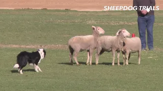 2019 Sheep Dog Trials | Royal Adelaide Show