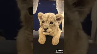 Cute lion cub talking | Разговоры со львёнком