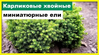 КАРЛИКОВЫЕ ХВОЙНЫЕ ДЛЯ САДА | Миниатюрные ели.