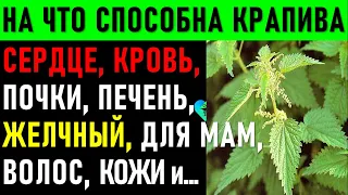 Польза Крапивы для здоровья! Лечебные свойства крапивы: лечение, косметика, иммунитет