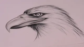 How to draw realistic eagle step by step tutorial for beginners