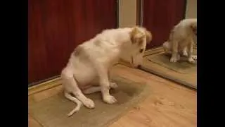 Borzoi puppy dealing with mirror