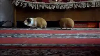 Морские свинки гуляют по комнате:)