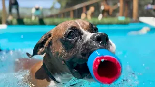 Mood Lifting Video of Rescue Dogs in Swimming Pool | Farm Family Simple Life | Happy Dog Videos