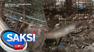 Alagang unggoy, inatake ang kanyang 62-anyos na amo | Saksi