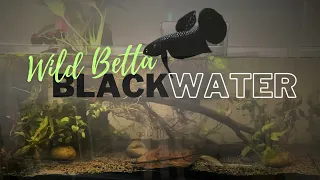 Wild Betta Blackwater Tank Setup