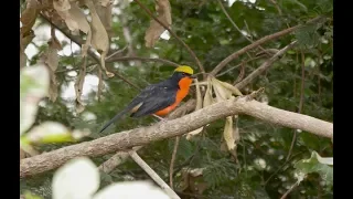 Birding in the Gambia December 2015: Part One - Farakunku Lodges