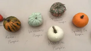 Pumpkin, Squash and Gourd Varieties