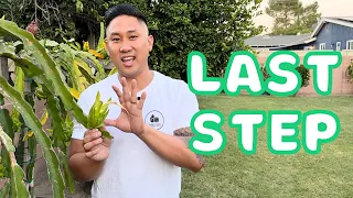 E8: How To Grow Dragon Fruit From Cutting To Fruit Final Step. When To Harvest.