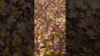 Millions of leaves. Happy Fall