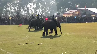 Amazing!! Elephants Playing Football Match! #nepal #visitnepal #elephant