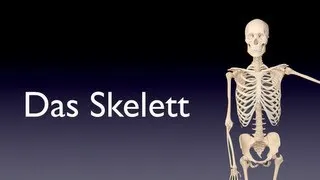 Das Skelett