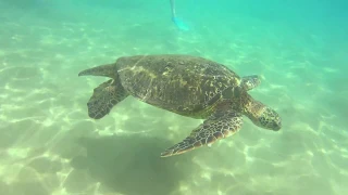 Hawaii: Swimming With Sea Turtles On Maui