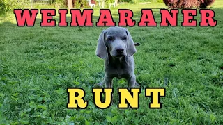 From a Runt to a Strong and Fast Weimaraner Puppy