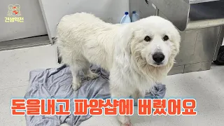Great Pyrenees rescued from an abandoned pet shop had to overcome Near-death experiences for 3 times