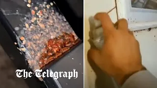 Hordes of bedbugs swarm Paris as officials warn of rising 'wave of panic'