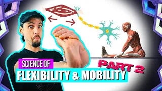 SCIENCE OF FLEXIBILITY & MOBILITY | Part 2 | Muscle Spindle Reflex & Golgi Tendon Organ (GTO)