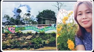 BOHOL ORGANIC STRAWBERRY FARM🍓🍓🍓@mayana jagna bohol