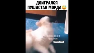 доигралась морда пушистая