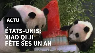 Le bébé panda de Washington fête son premier anniversaire | AFP