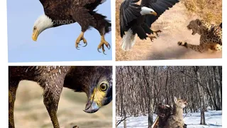 Top Amazing Eagle Attack's | Best of Eagle Attack's 2022 | Most Deadly Eagle Attack Caught on Camera