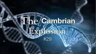 The Cambrian Explosion