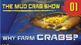 Why should you Farm Mud Crabs? [ENGLISH | MALAY Subs] | Episode 1 | The Mud Crab Show