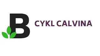 cykl CALVINA schemat w procesie fotosyntezy - KOREPETYCJE z BIOLOGII - 61