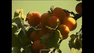 Terfak & Limid - "Apricot" (prod. Limido)