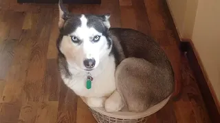 If It Fits, I Sits😅Huskies being dramatic for 10 minutes