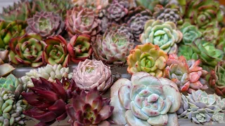 A Very Special Succulent Plant Haul Unboxing From Norah Garden 89 AGAIN