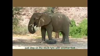 Desert adaptive elephant trapped in a tyre that was dumped in conservancy.