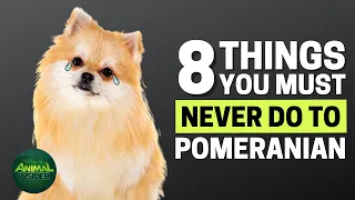 8 Things You Must Never Do to Your Pomeranian