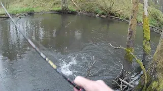 Pstrąg potokowy, piękne uderzenie na woblera - Brown Trout caught with a wobbler Poland